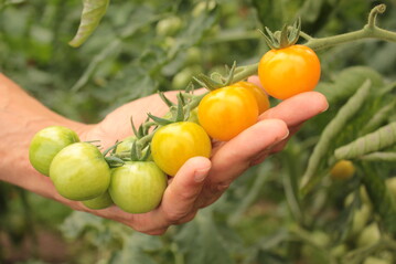 Tomaten der Sorte Sunviva.
