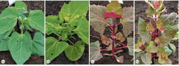Abbildung 1 a bis d: Gartenmelde (Atriplex hortensis L.) a grne Variett, b gelbe Variett, c rote Variett und d rosa farbene Variett