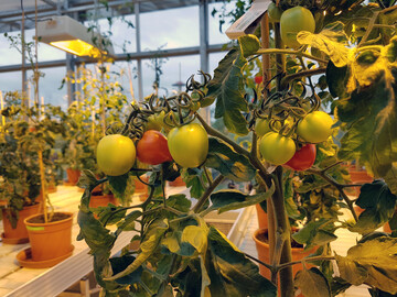Tomatenanzucht zu Forschungszwecken im IPB-Gewchshaus. 