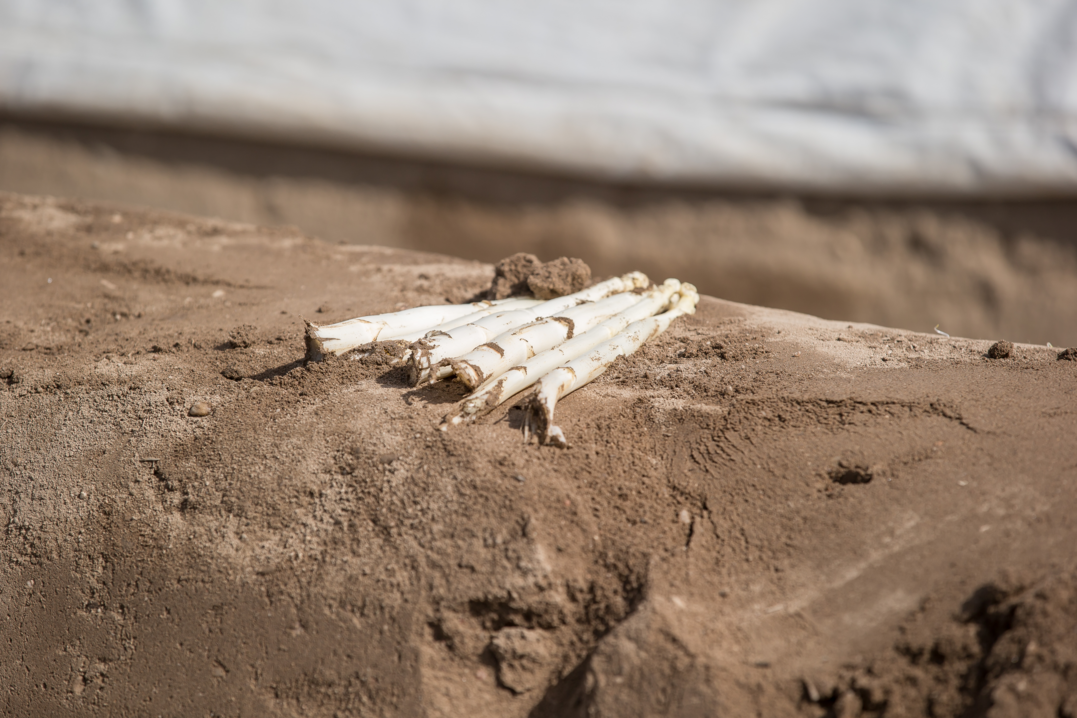 Getr�bte Stimmung bei den Spargelbauern zur Bilanz der Spargelsaion 2019. Vor allem steigende Produktionskosten bei stagnierenden Preisen machen den Spargelbauern zu schaffen.