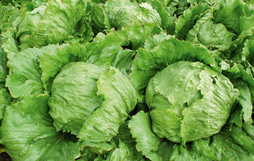 Eissalat