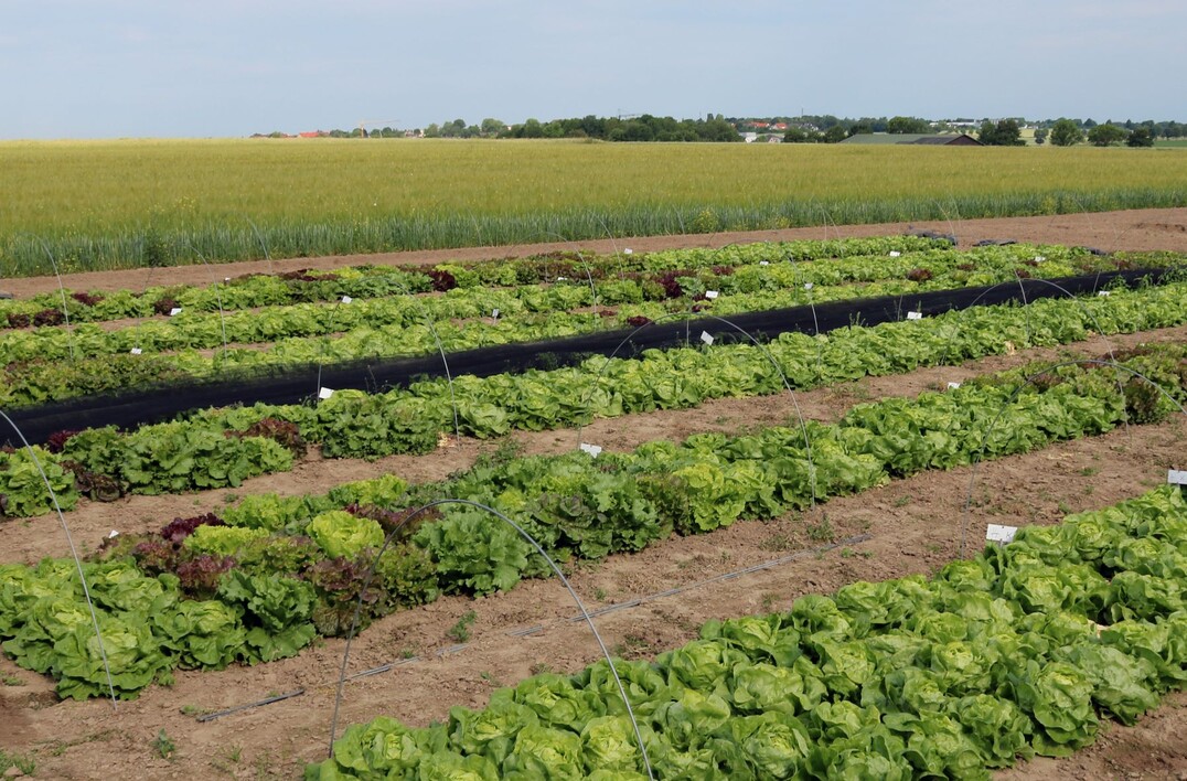 Versuchsfeld des BL- Forschungsprojekts Entwicklung und Praxiserprobung eines neuen Zchtungskonzeptes fr einen stabilen kologischen Salatanbau.