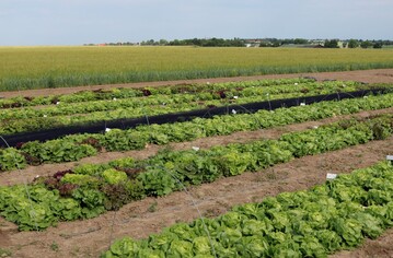 Versuchsfeld des BL- Forschungsprojekts Entwicklung und Praxiserprobung eines neuen Zchtungskonzeptes fr einen stabilen kologischen Salatanbau.