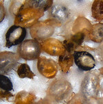 Blattläuse in Topfkräutern bekämpfen